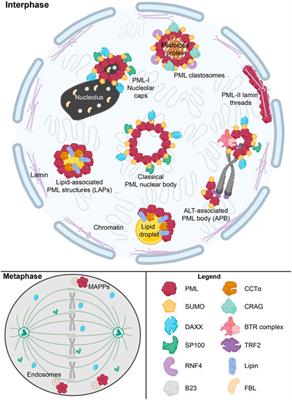 Running ‘LAPS’ Around nLD: Nuclear Lipid Droplet Form and Function